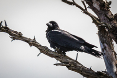 Corvus macrorhynchos japonensis