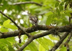 Vireo flavifrons