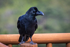 Corvus macrorhynchos japonensis
