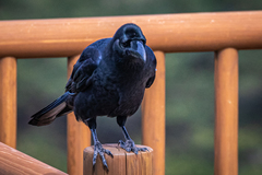 Corvus macrorhynchos japonensis