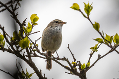 Horornis diphone cantans