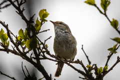 Horornis diphone cantans