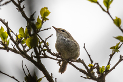 Horornis diphone cantans