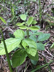 Rhynchosia tomentosa