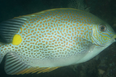 Siganus guttatus