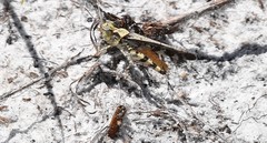 Spharagemon marmorata