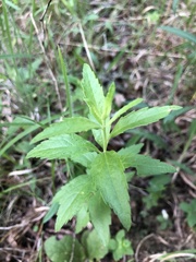 Brickellia eupatorioides texana
