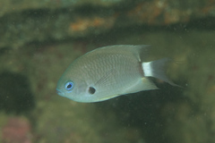 Pycnochromis delta