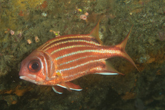 Sargocentron cornutum
