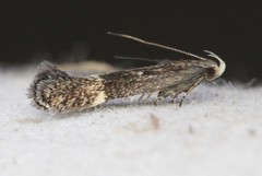 Aproaerema simplexella