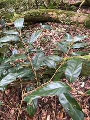 Elaeagnus grandifolia