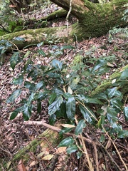 Elaeagnus grandifolia