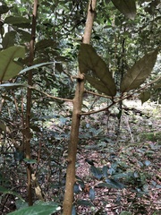 Elaeagnus grandifolia