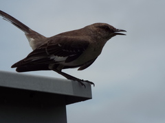 Mimus polyglottos