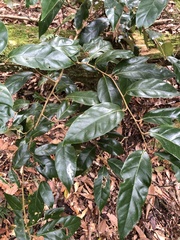 Elaeagnus grandifolia