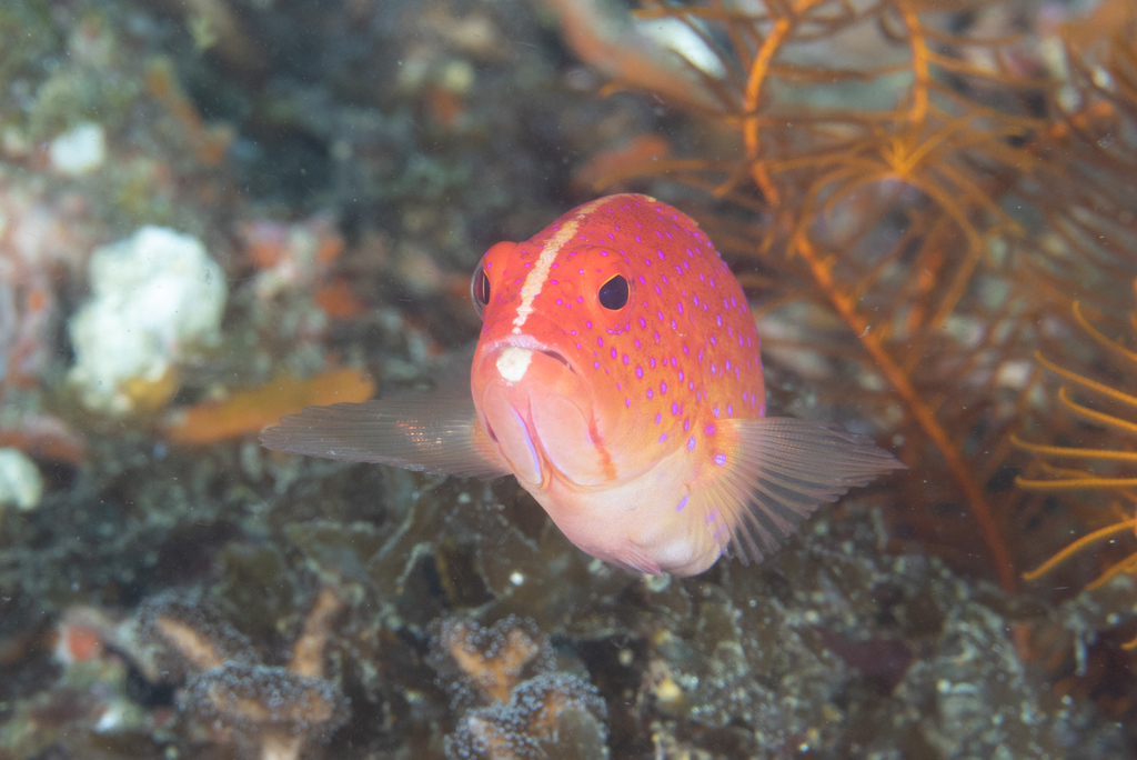 Groupers from Puerto Galera, Oriental Mindoro, Philippines on May 23