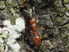 Temnothorax schaumii
