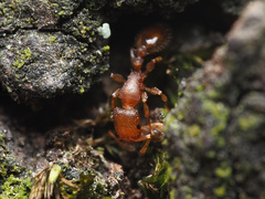 Temnothorax schaumii