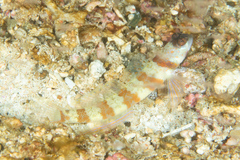 Amblyeleotris periophthalmus