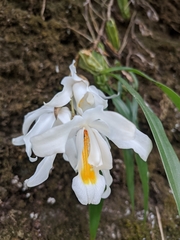 Coelogyne cristata