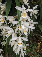 Coelogyne cristata