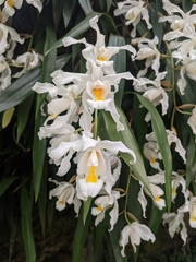 Coelogyne cristata