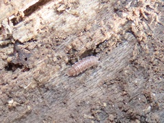 Miktoniscus spinosus