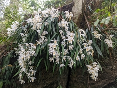 Coelogyne cristata