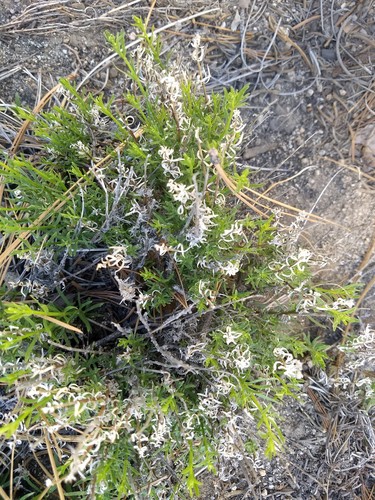 Galium angustifolium ssp. jacinticum