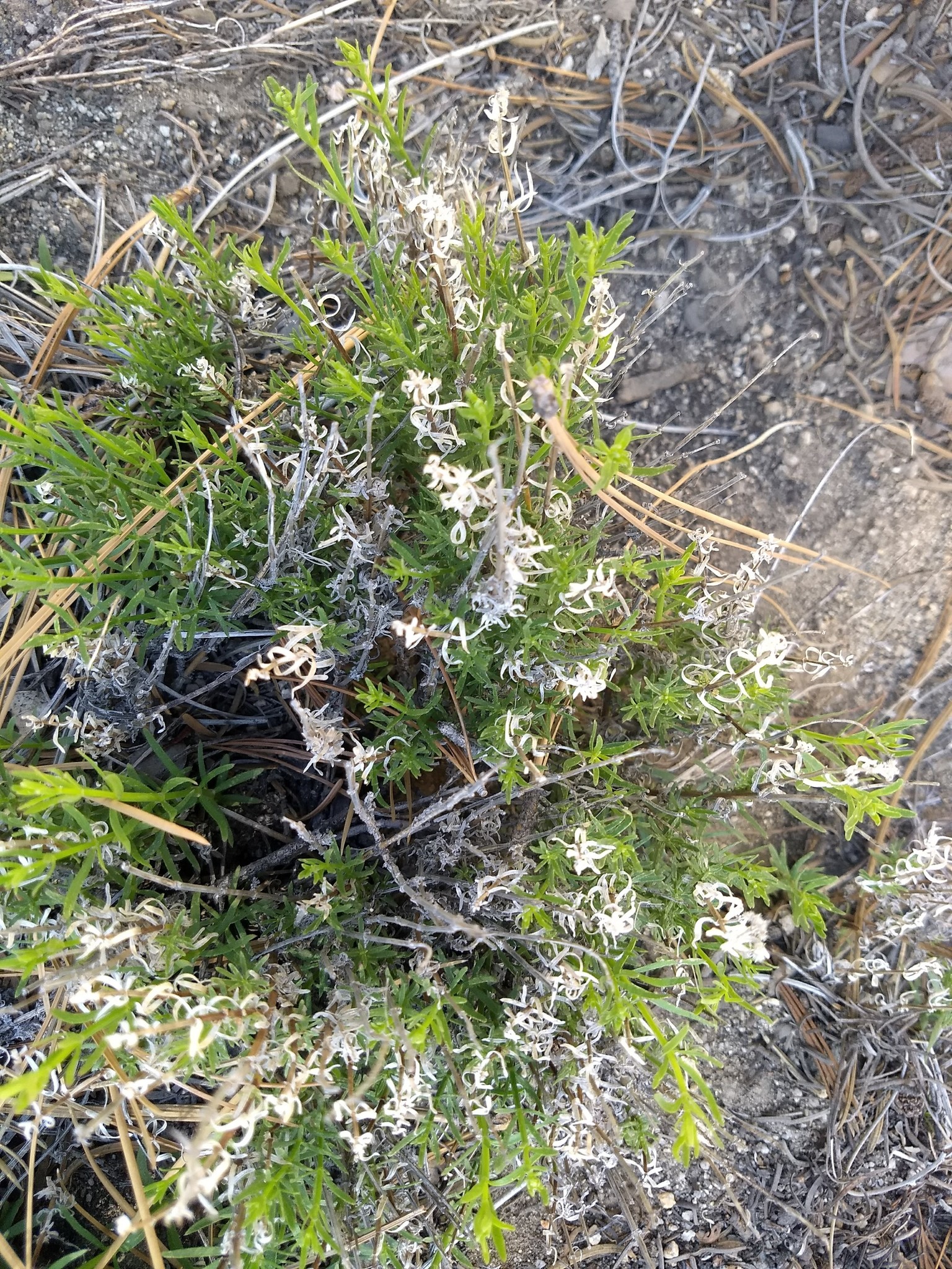 Galium angustifolium ssp. jacinticum