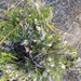 San Jacinto Mountains Bedstraw - Photo (c) Don Rideout, some rights reserved (CC BY-NC)