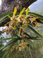 Vanda
