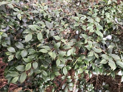 Ilex hayataiana