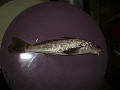 Menticirrhus