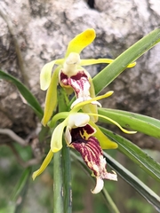 Vanda