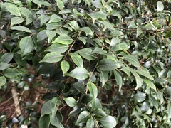 Ilex hayataiana