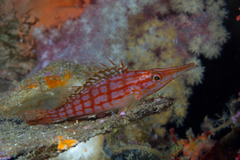 Oxycirrhites typus