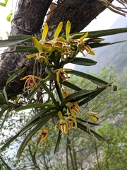 Vanda