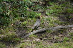 Turdus migratorius
