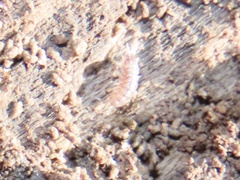 Miktoniscus spinosus