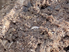 Miktoniscus spinosus