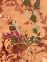 Rhinotropis subspinosa