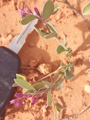 Rhinotropis subspinosa