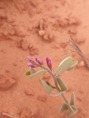 Rhinotropis subspinosa