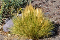 Pappostipa humilis