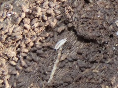 Miktoniscus spinosus