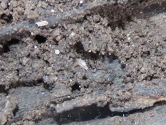 Miktoniscus spinosus