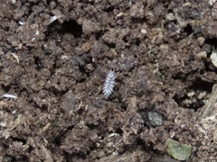 Miktoniscus spinosus