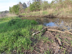 Miktoniscus spinosus