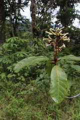 Ladenbergia brenesii